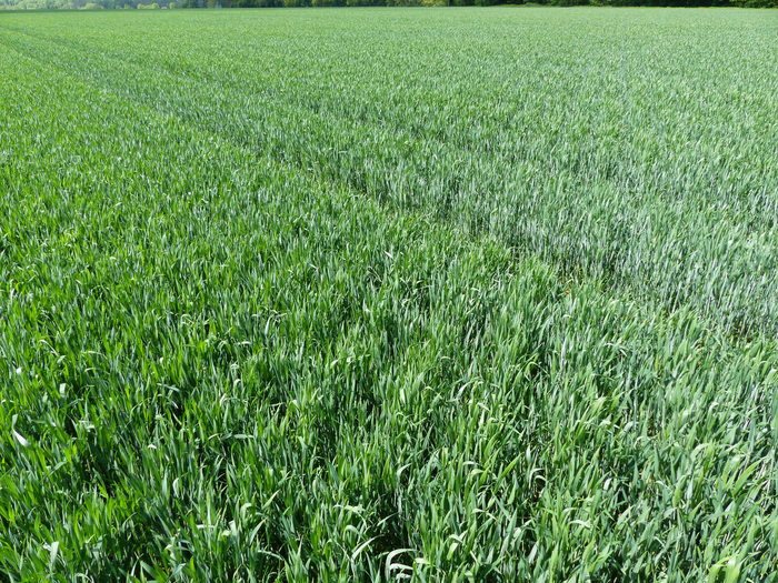 La parcelle de 20 ha est semé avec une densité de 120 g en blé de lignée. Un second passage à 30° du premier passage est semé en blé hybride à 50 g/ha.